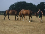 All my Mares